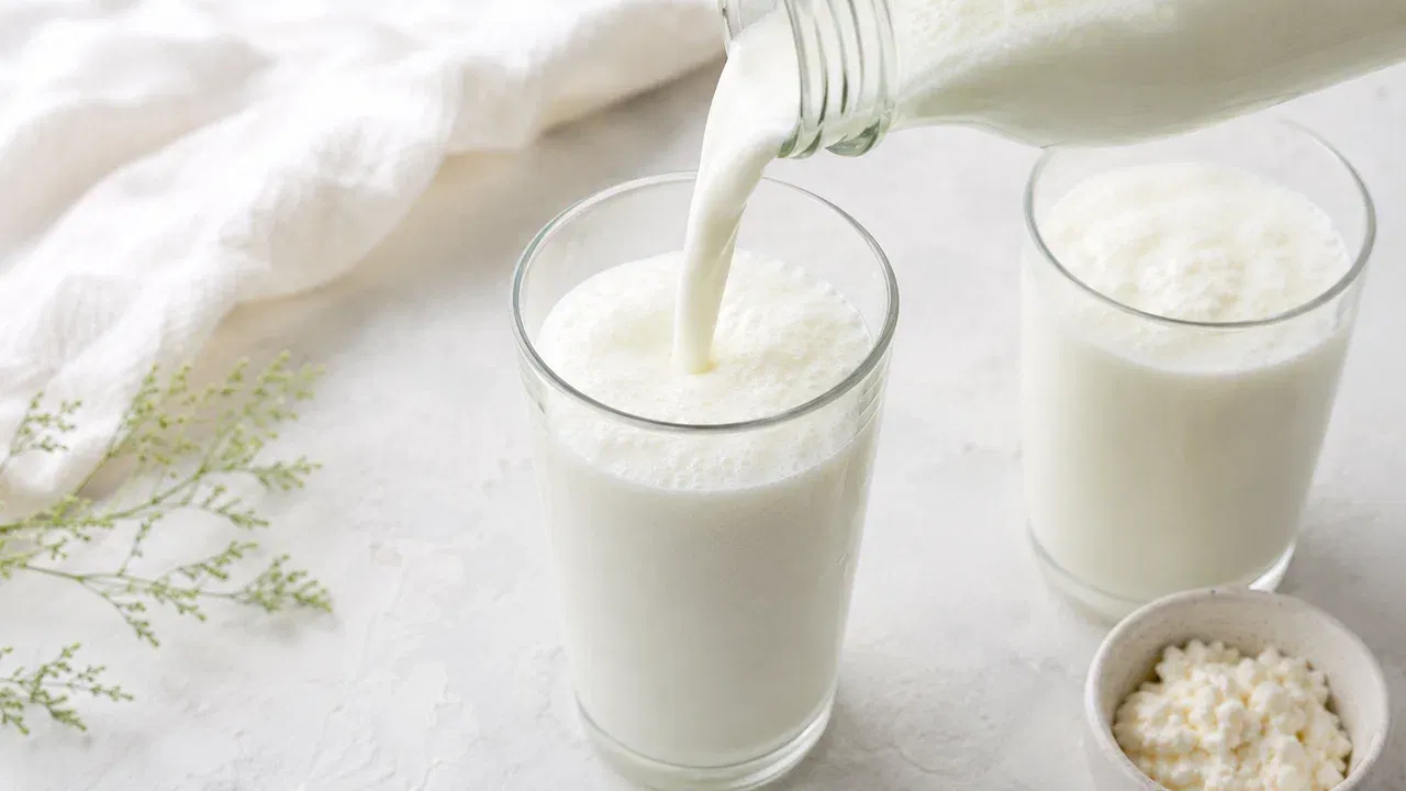 Кефирные закваски прямого внесения для производства кефира и кефирного продукта